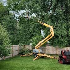 Best Tree Disease Treatment  in Lakewood, CO