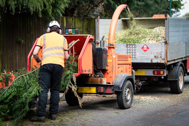 How Our Tree Care Process Works  in  Lakewood, CO
