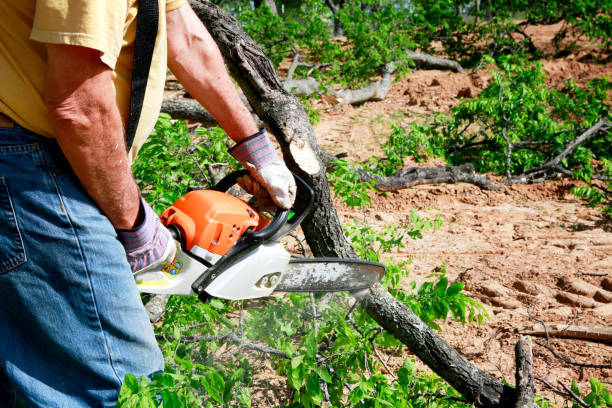 Reliable Lakewood, CO Tree Services Solutions